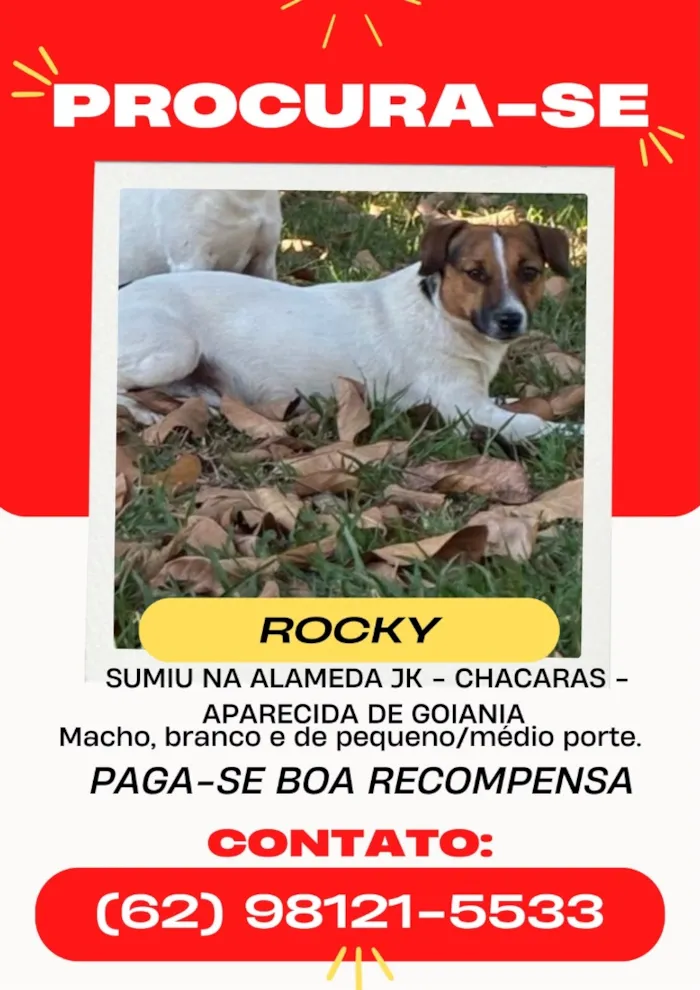Cachorro raça Jack russel idade 1 ano nome Rocky