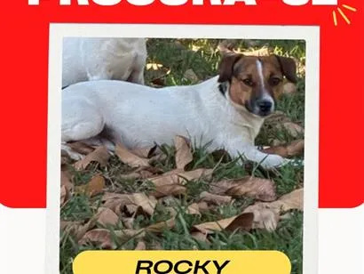 Cachorro raça Jack russel idade 1 ano nome Rocky