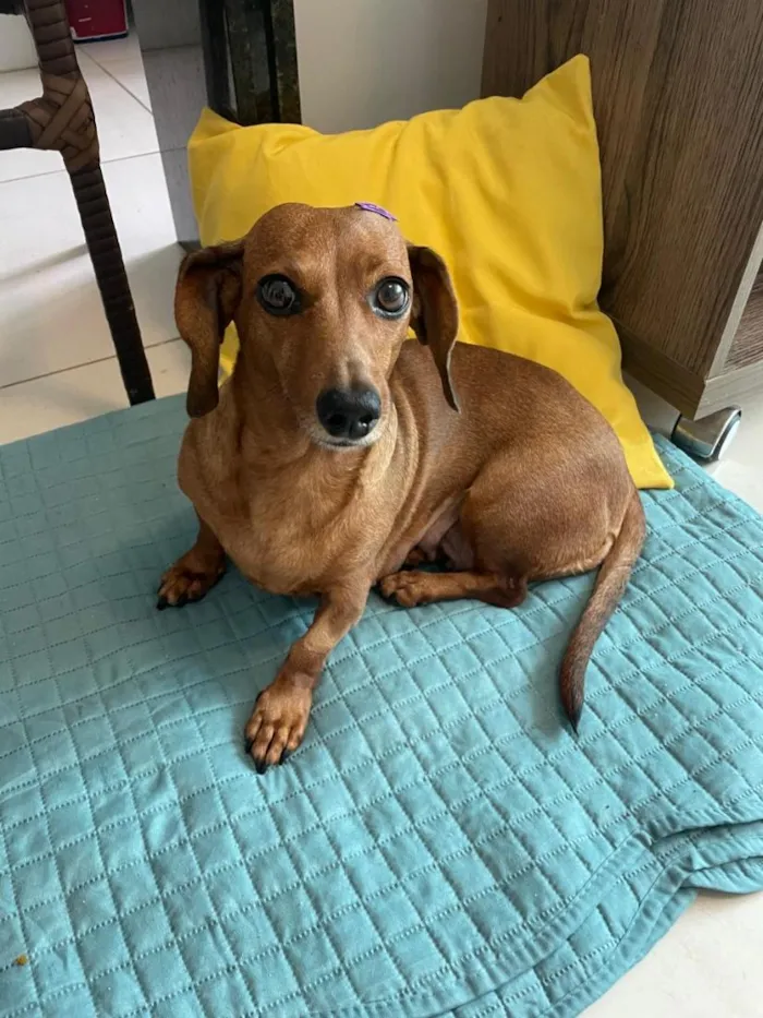 Cachorro raça Basset-Cofap idade 3 anos nome Não possui - estou chamando de Mel