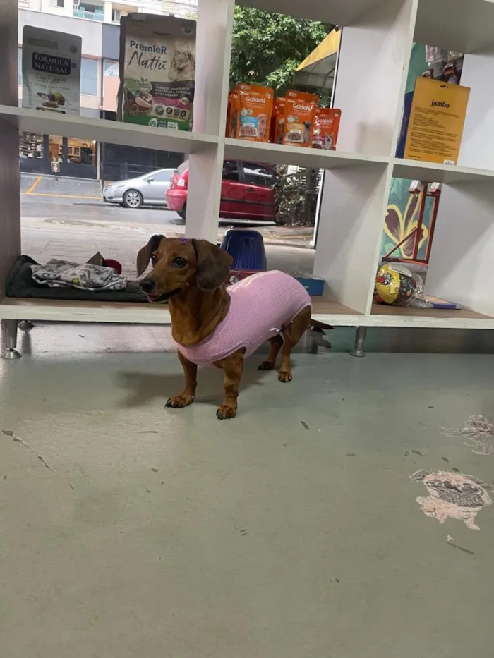 Cachorro raça Basset-Cofap idade 3 anos nome Não possui - estou chamando de Mel