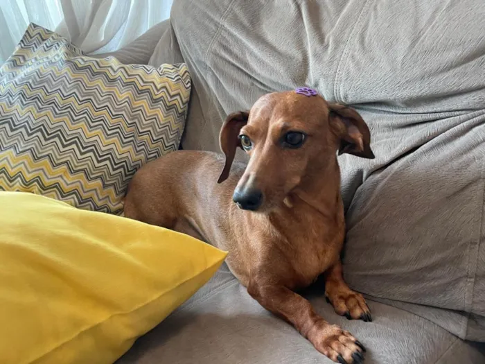 Cachorro raça Basset-Cofap idade 3 anos nome Não possui - estou chamando de Mel