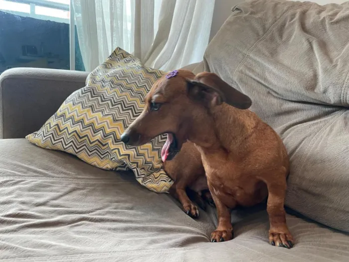 Cachorro raça Basset-Cofap idade 3 anos nome Não possui - estou chamando de Mel