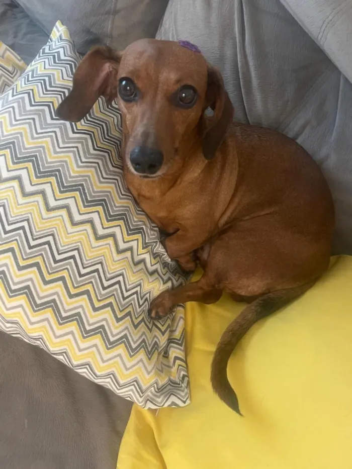 Cachorro raça Basset-Cofap idade 3 anos nome Não possui - estou chamando de Mel