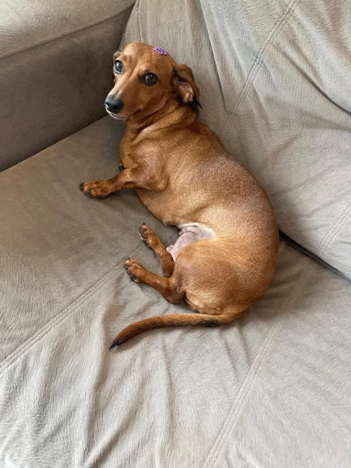 Cachorro raça Basset-Cofap idade 3 anos nome Não possui - estou chamando de Mel