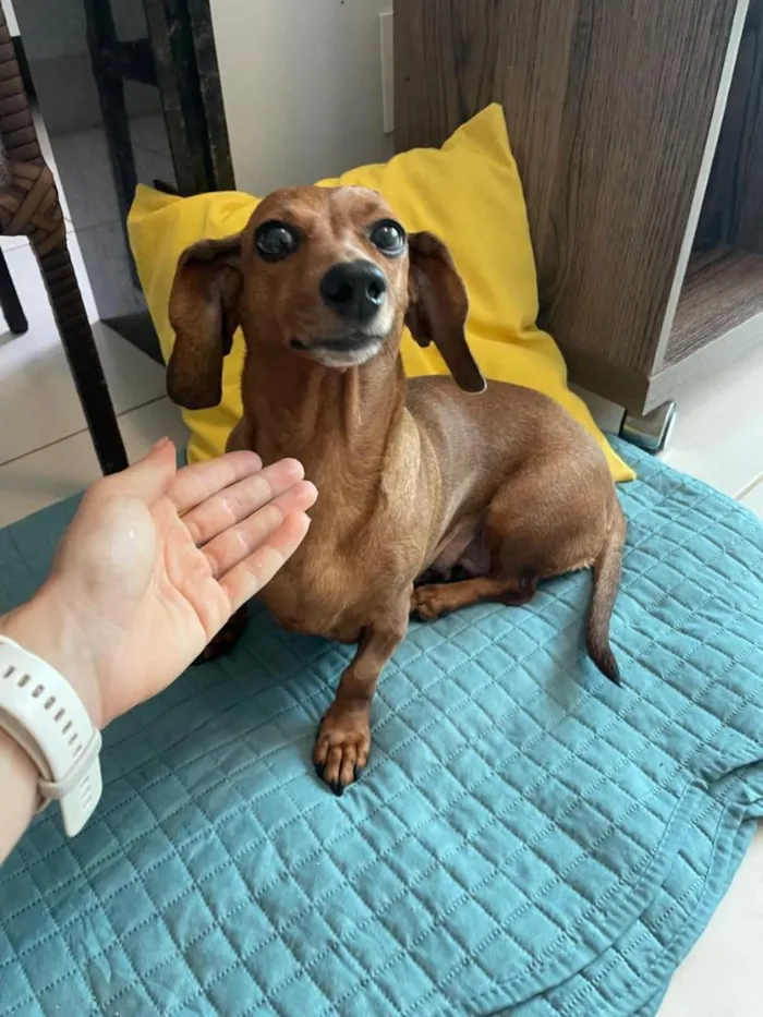 Cachorro raça Basset-Cofap idade 3 anos nome Não possui - estou chamando de Mel
