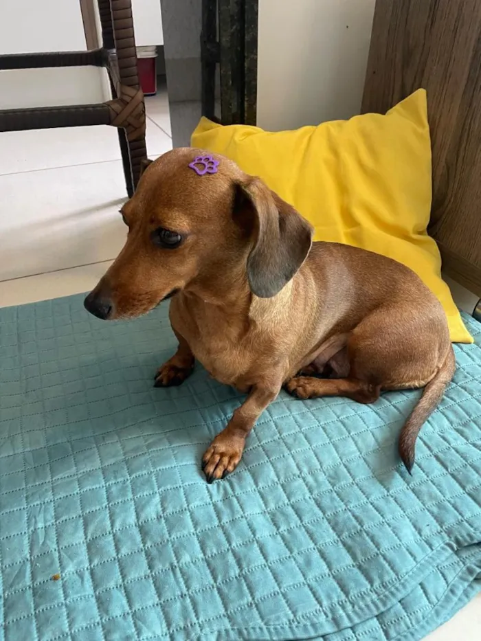 Cachorro raça Basset-Cofap idade 3 anos nome Não possui - estou chamando de Mel