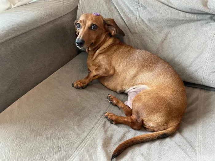 Cachorro raça Basset-Cofap idade 3 anos nome Não possui - estou chamando de Mel