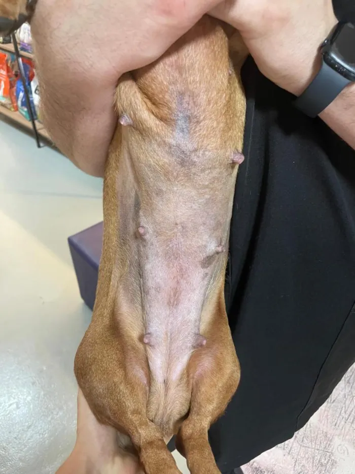 Cachorro raça Basset-Cofap idade 3 anos nome Não possui - estou chamando de Mel