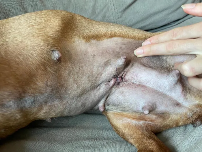 Cachorro raça Basset-Cofap idade 3 anos nome Não possui - estou chamando de Mel