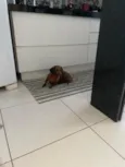 Não possui - estou chamando de Mel