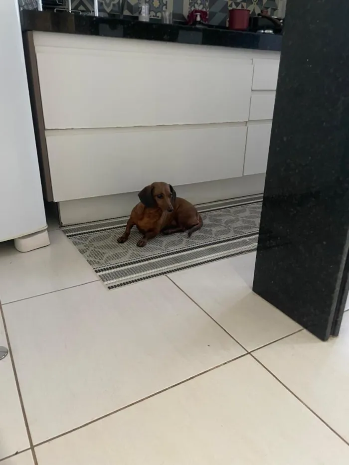 Cachorro raça Basset-Cofap idade 3 anos nome Não possui - estou chamando de Mel