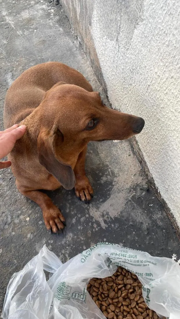 Cachorro raça Basset-Cofap idade 3 anos nome Não possui - estou chamando de Mel