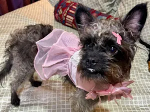Cachorro raça SRD-ViraLata idade 1 ano nome charlote