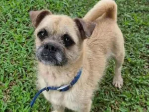 Cachorro raça SRD-ViraLata idade 3 anos nome zequinha 