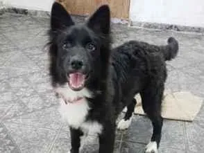 Cachorro raça SRD-ViraLata idade 2 a 6 meses nome zifih 