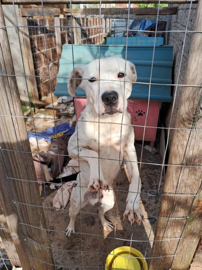 Cachorro raça SRD-ViraLata idade 2 a 6 meses nome cará 