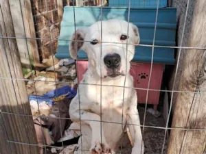 Cachorro raça SRD-ViraLata idade 2 a 6 meses nome cará 