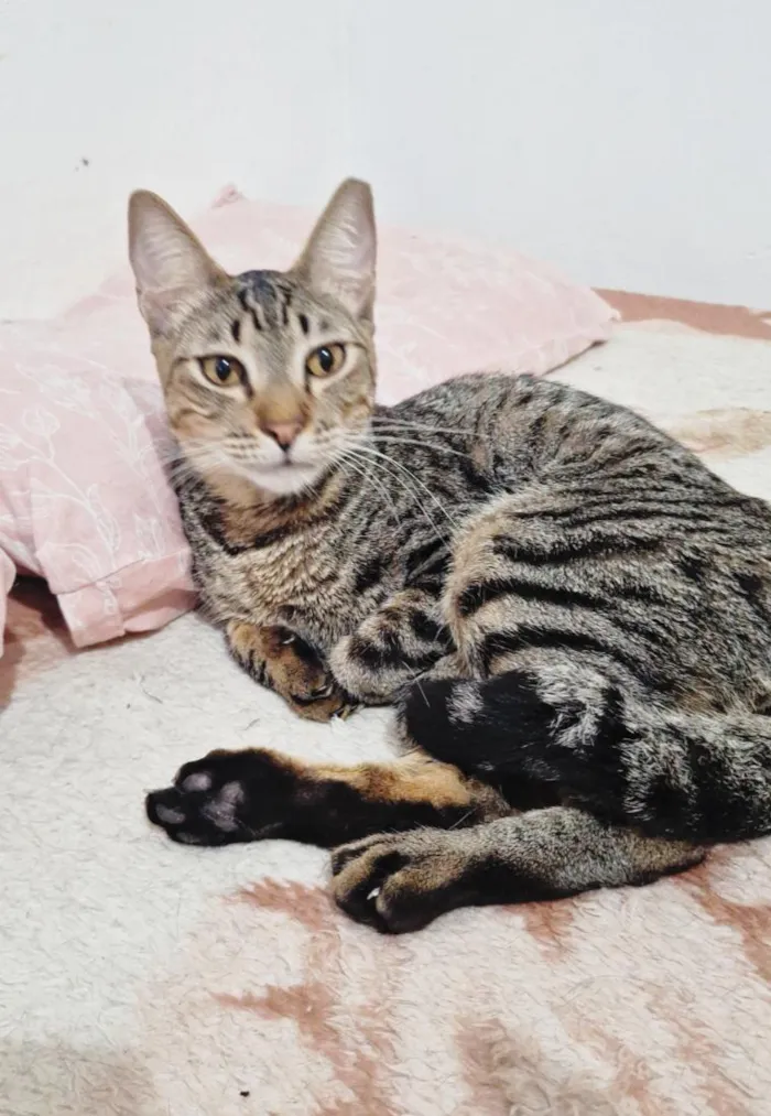 Gato raça SRD-ViraLata idade 1 ano nome Naveen