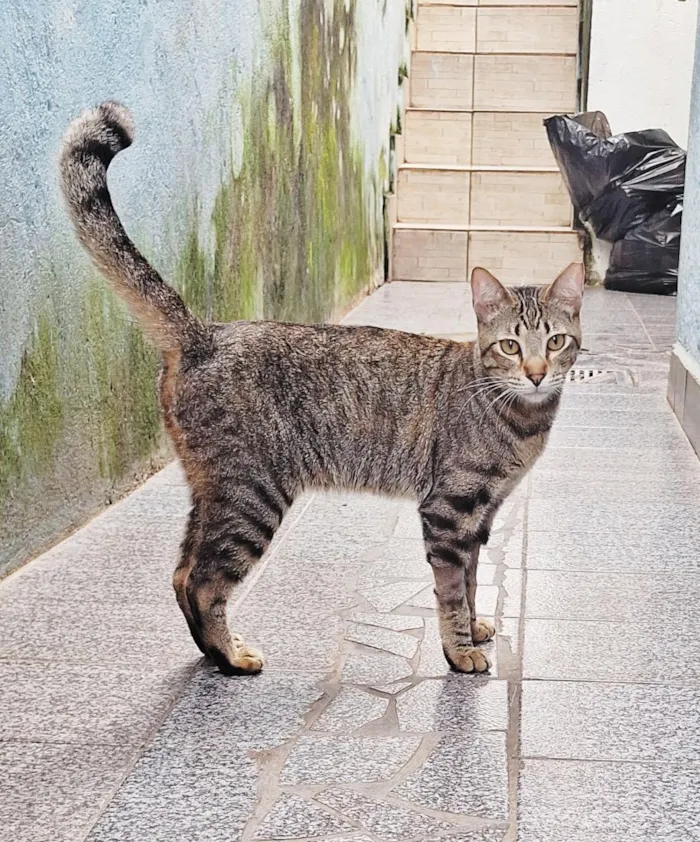 Gato raça SRD-ViraLata idade 1 ano nome Naveen