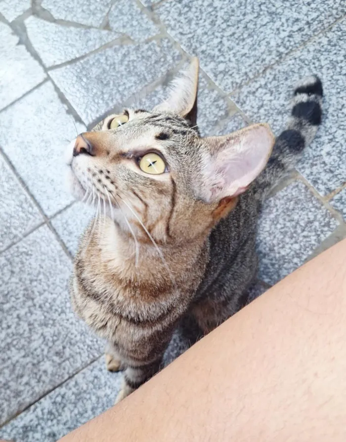 Gato raça SRD-ViraLata idade 1 ano nome Naveen