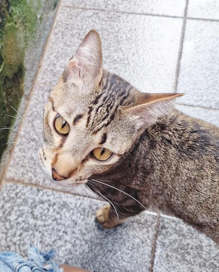 Gato raça SRD-ViraLata idade 1 ano nome Naveen