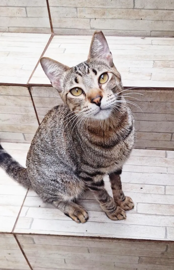 Gato raça SRD-ViraLata idade 1 ano nome Naveen