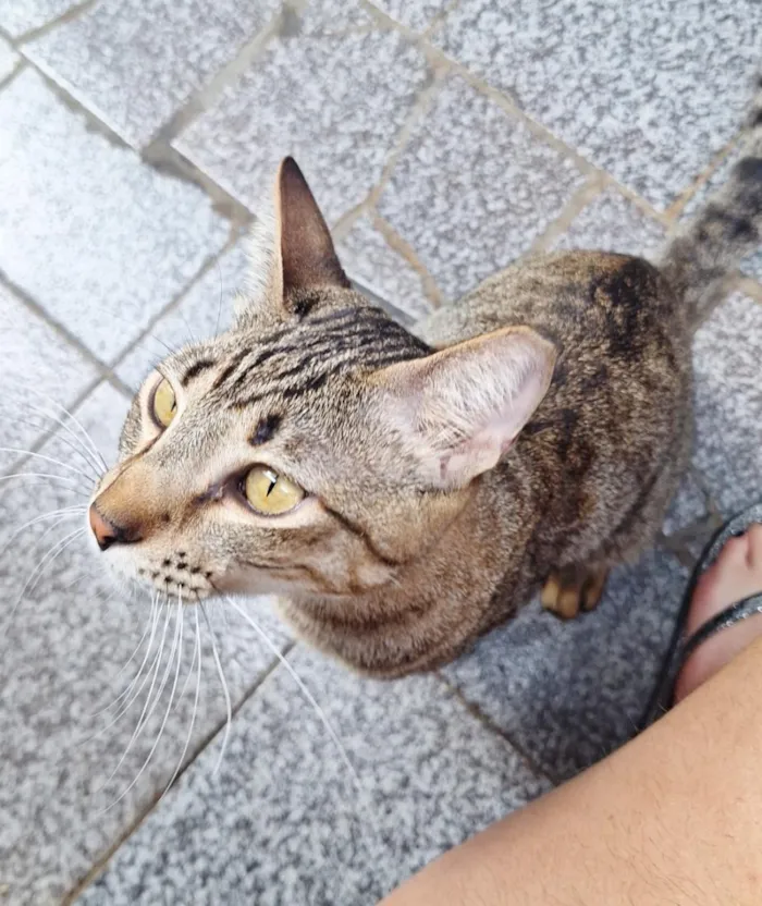 Gato raça SRD-ViraLata idade 1 ano nome Naveen