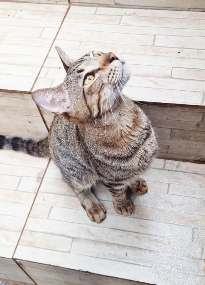 Gato raça SRD-ViraLata idade 1 ano nome Naveen