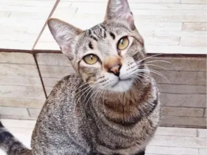 Gato raça SRD-ViraLata idade 1 ano nome Naveen