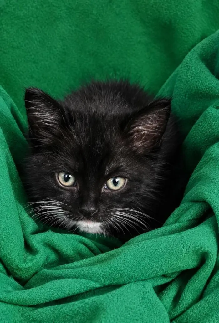 Gato raça SRD-ViraLata idade 2 a 6 meses nome Boots