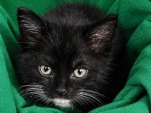 Gato raça SRD-ViraLata idade 2 a 6 meses nome Boots
