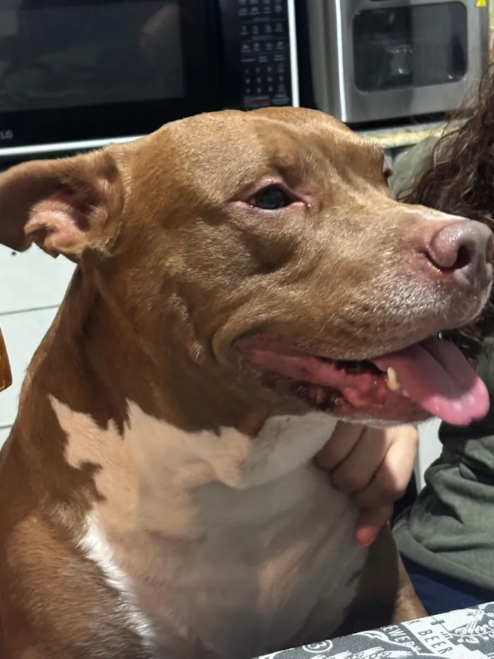 Cachorro raça SRD-ViraLata idade 5 anos nome Thor