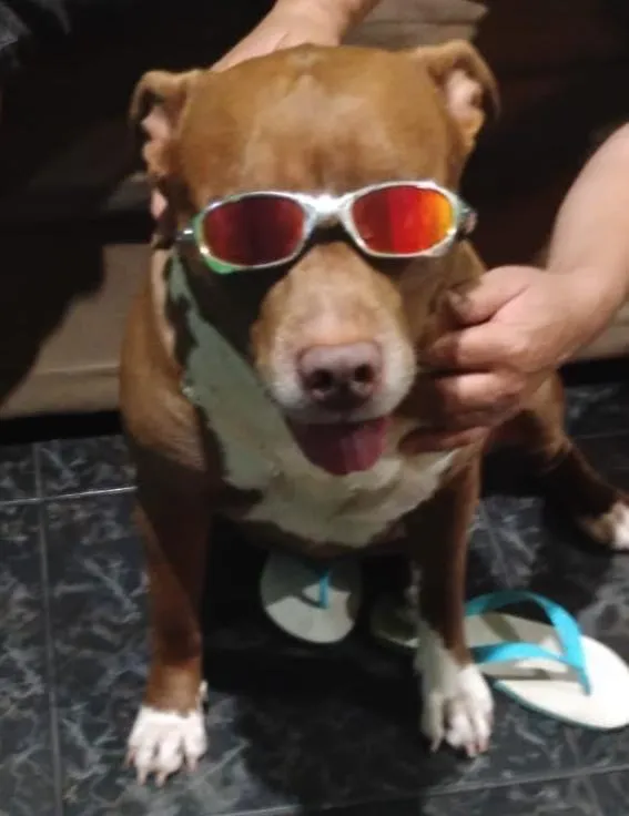 Cachorro raça SRD-ViraLata idade 5 anos nome Thor