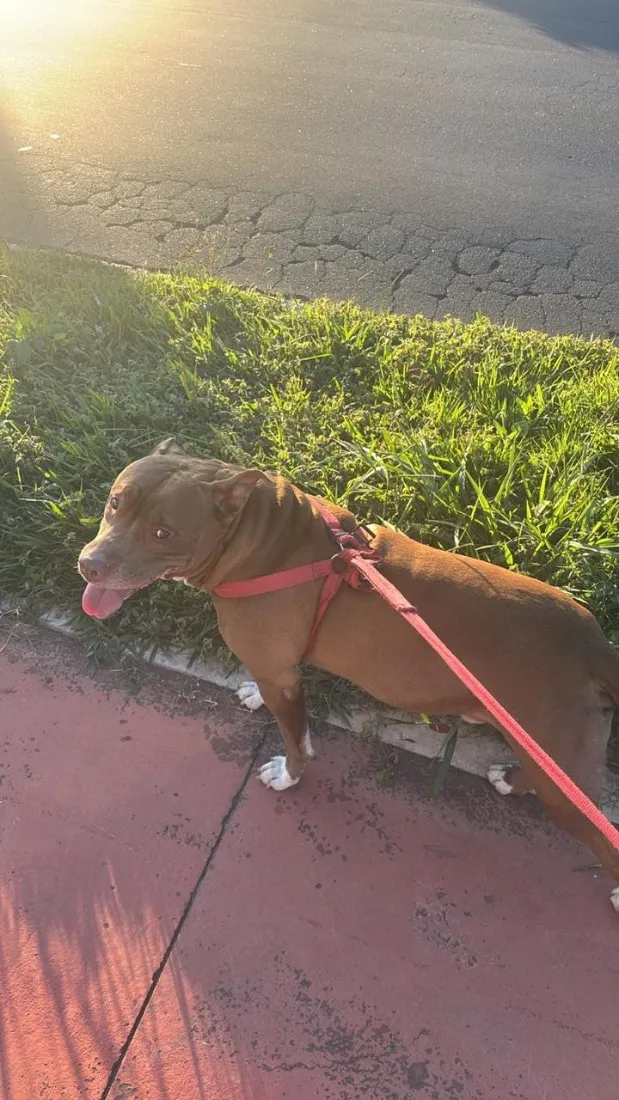 Cachorro raça SRD-ViraLata idade 5 anos nome Thor