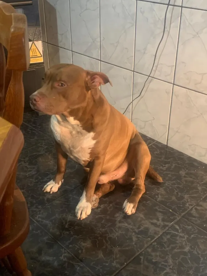Cachorro raça SRD-ViraLata idade 5 anos nome Thor