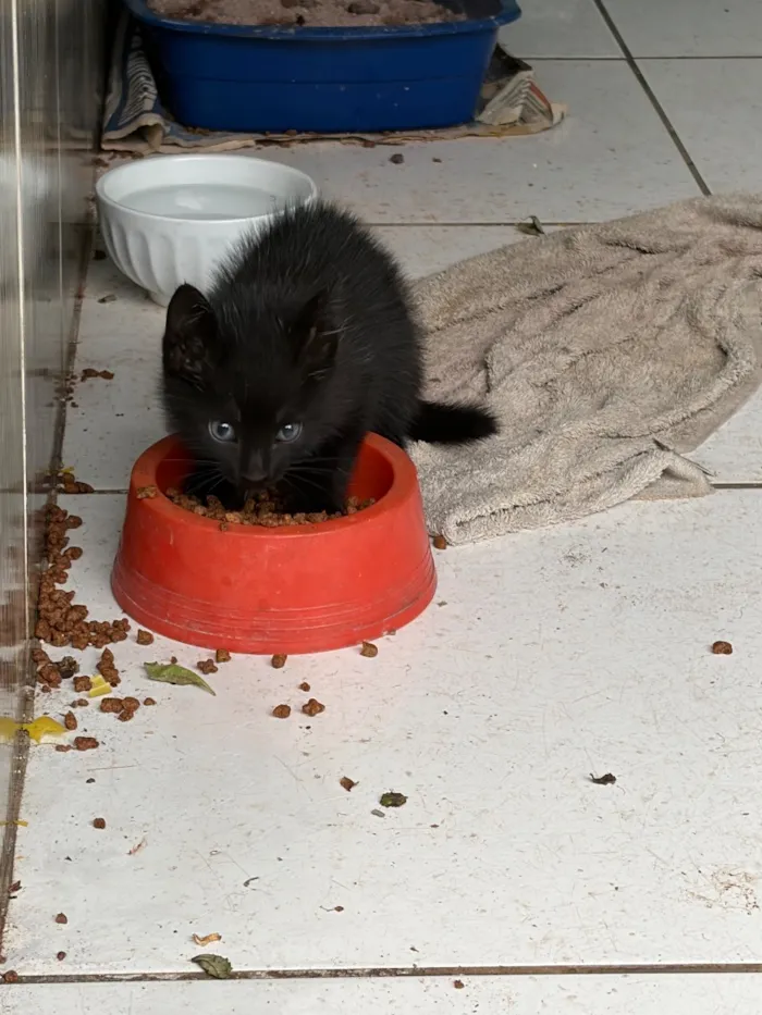 Gato raça SRD-ViraLata idade 2 a 6 meses nome Sem nome 
