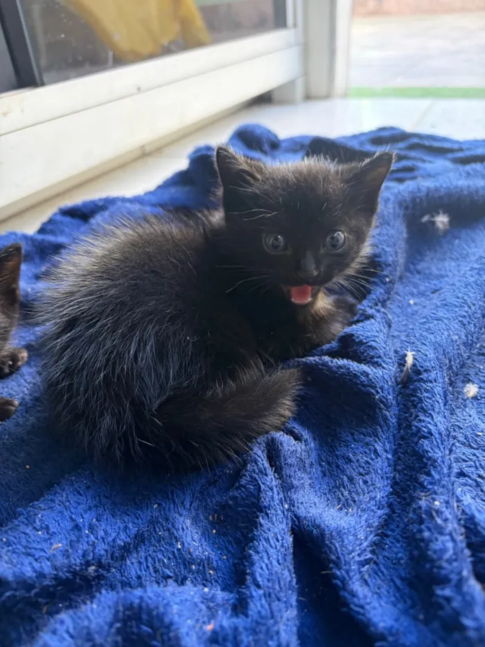 Gato raça SRD-ViraLata idade 2 a 6 meses nome Sem nome 