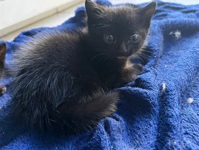 Gato raça SRD-ViraLata idade 2 a 6 meses nome Sem nome 