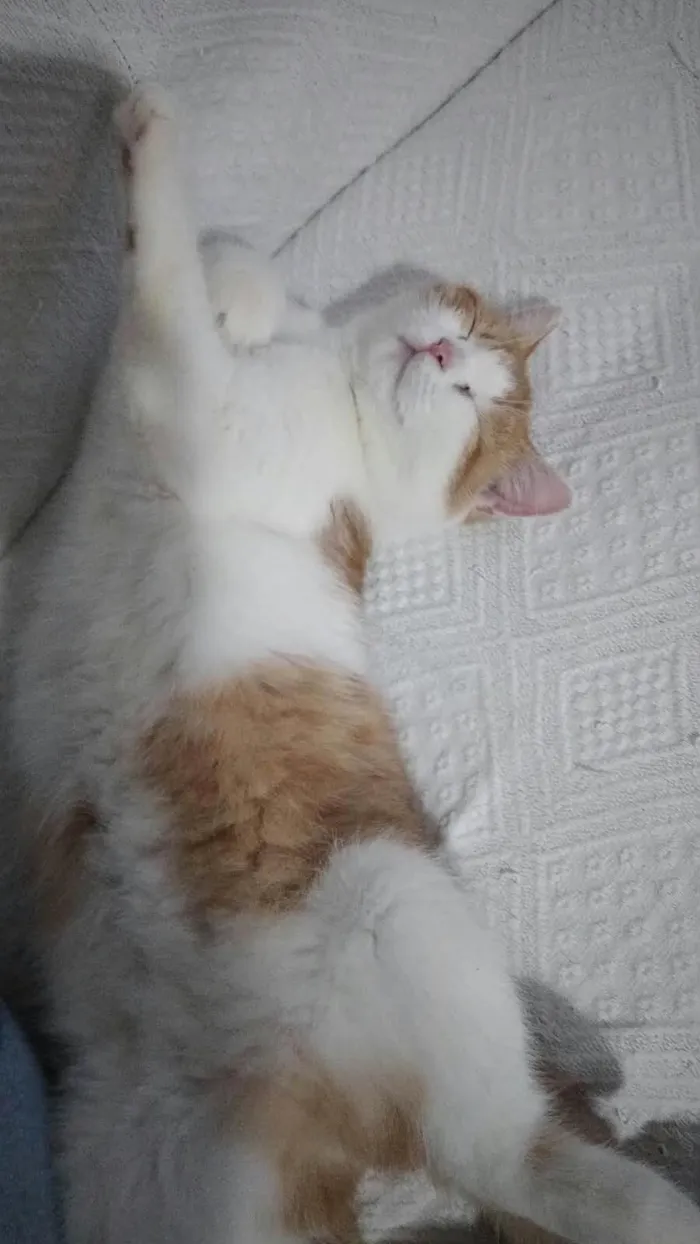 Gato raça Persa idade 3 anos nome Ayla