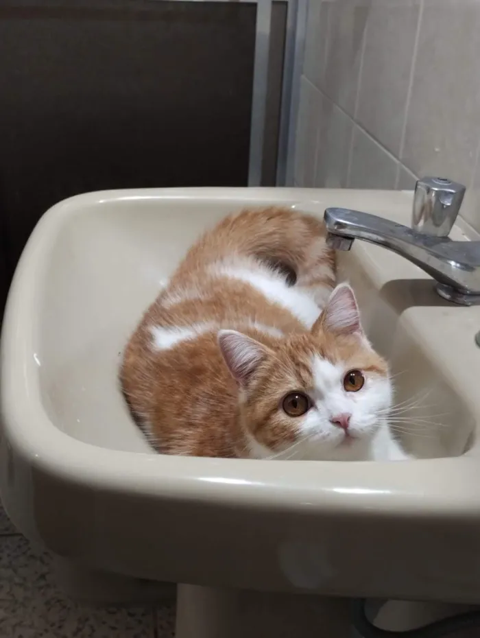 Gato raça Persa idade 3 anos nome Ayla