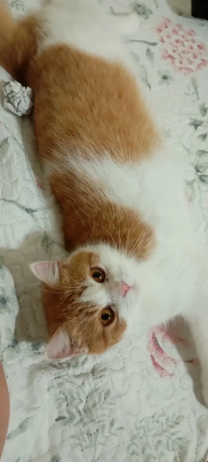 Gato raça Persa idade 3 anos nome Ayla