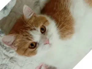 Gato raça Persa idade 3 anos nome Ayla