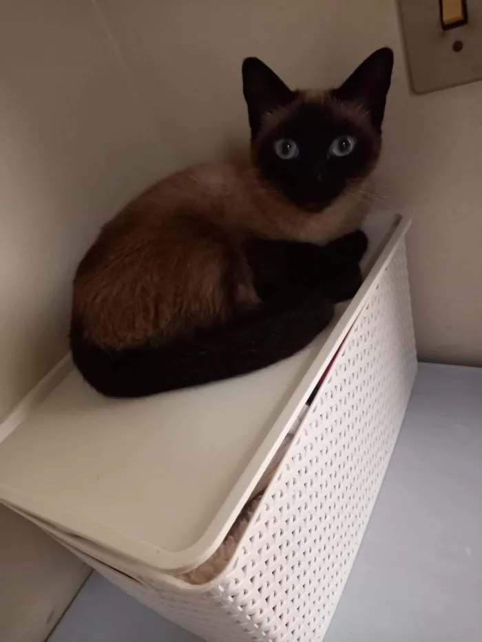 Gato raça Siamês idade 6 ou mais anos nome Pantera