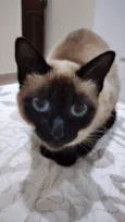 Pantera