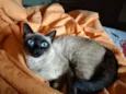 Pantera