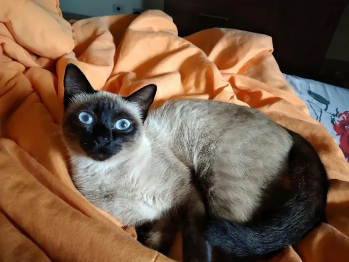 Gato raça Siamês idade 6 ou mais anos nome Pantera