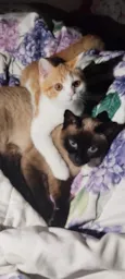 Pantera