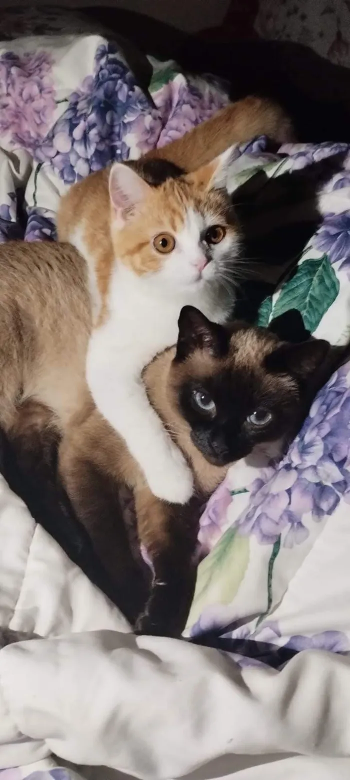 Gato raça Siamês idade 6 ou mais anos nome Pantera