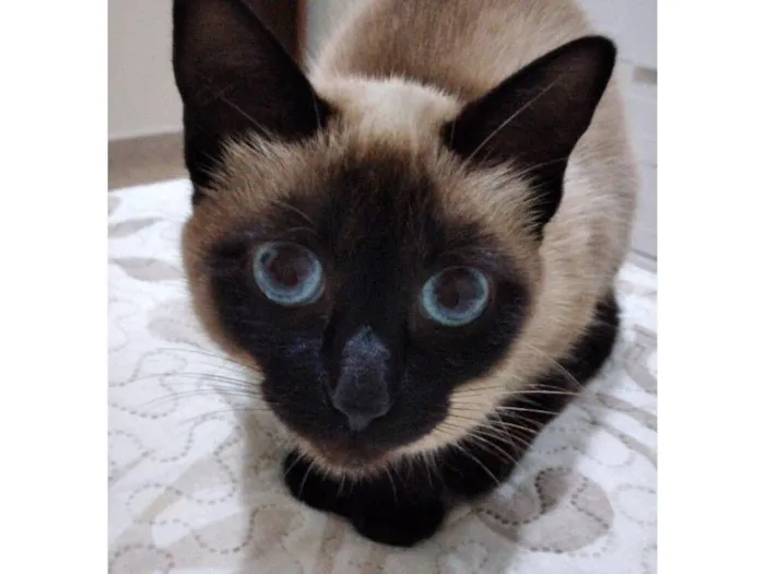 Gato raça Siamês idade 6 ou mais anos nome Pantera