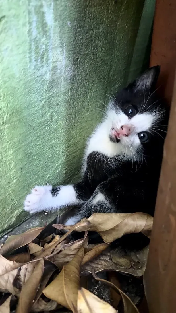 Gato raça SRD-ViraLata idade 2 a 6 meses nome Sem Nome 
